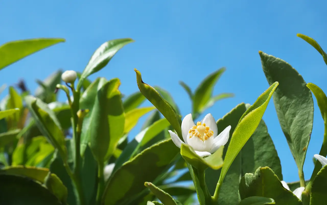 農業生産法人 株式会社 もとぷらす