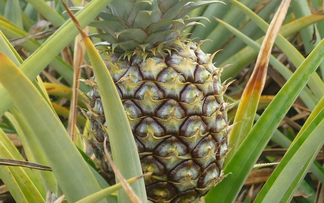 パインアップル